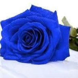 Meet your Posher, Rosa